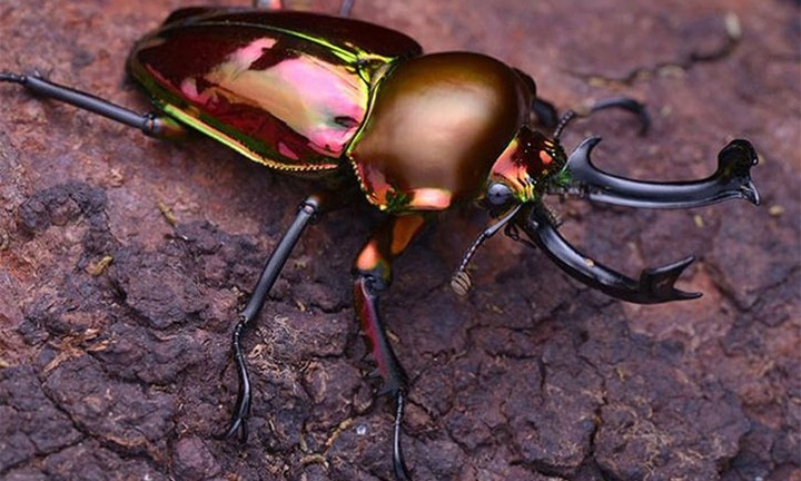 Choáng váng với loài côn trùng siêu hiếm giá lên đến 2 tỷ đồng/con, chỉ đại gia mới dám 