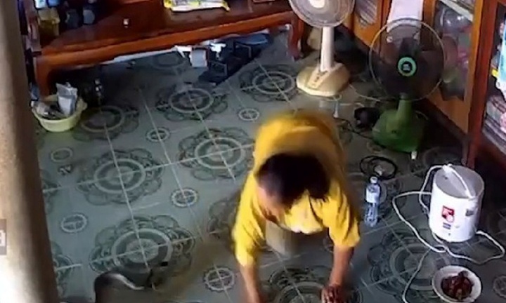 Cụ bà thoát chết trong gang tấc khi rắn hổ mang 