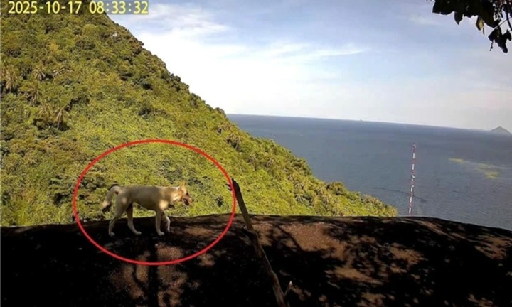 Hé lộ kết quả sau khi kiểm lâm đặt bẫy ảnh tìm 