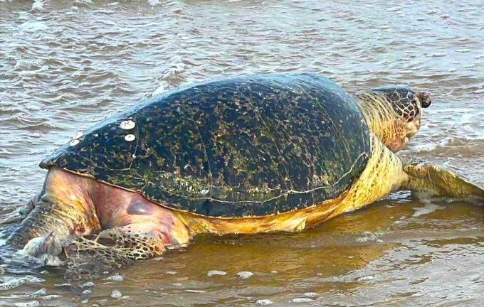 Rùa biển quý hiếm 100kg chết, dạt vào bờ biển Lâm Đồng