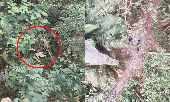 Clip: Người đàn ông sợ hãi bám chặt ngọn cây, bên dưới là con hổ đang gầm gừ chờ đợi