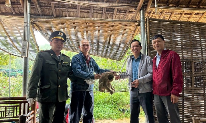Bắt được khỉ đuôi lợn quý hiếm đi lạc vào vườn, người dân báo cơ quan chức năng để giao nộp