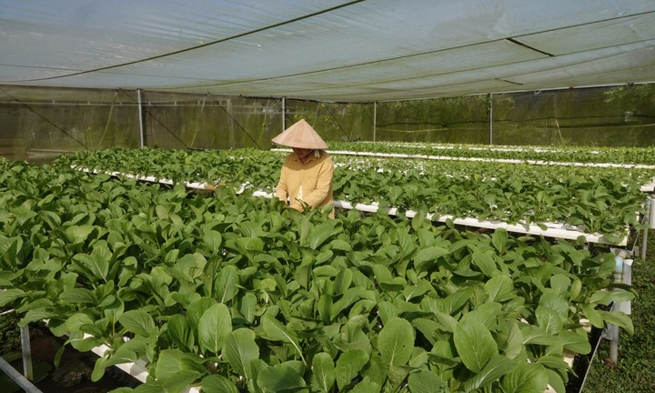 Bỏ nghề y về làm nông dân, nữ 9X khiến cả vùng xôn xao khi tiết lộ sự thật đằng sau vườn rau tiền tỷ