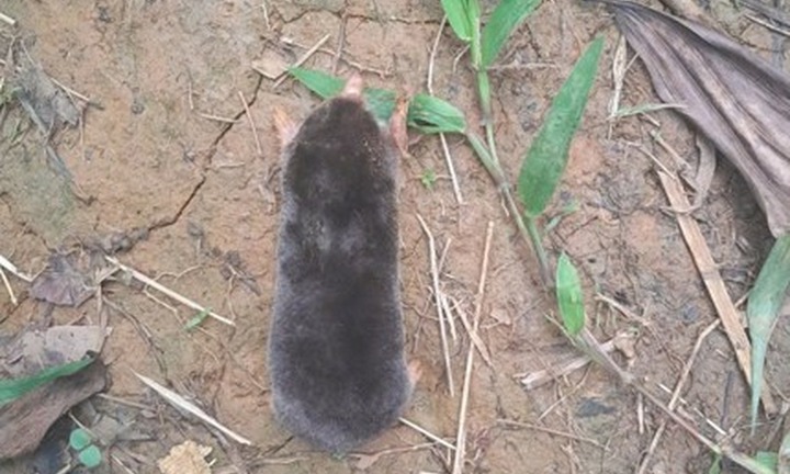 Tin tức thời sự 24h: Phát hiện loài chuột 