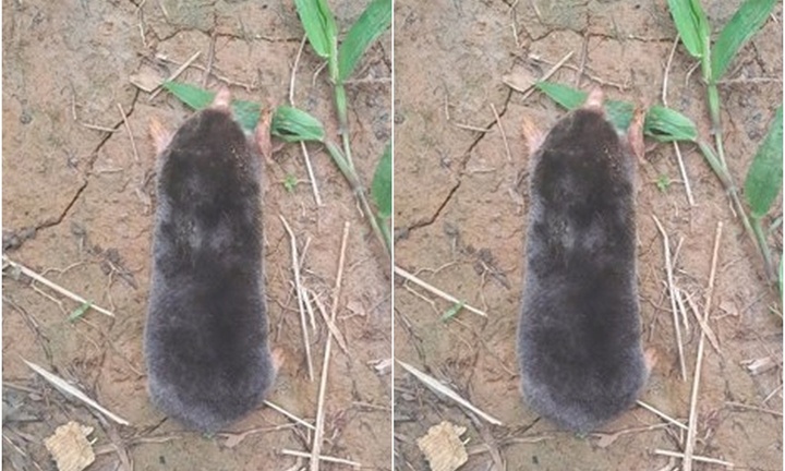 Phát hiện loài động vật quý hiếm có đuôi cực ngắn, mũi nhọn tại Thanh Hóa