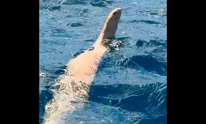 Clip: Kinh ngạc khoảnh khắc rắn biển khổng lồ ngoi đầu lên khỏi mặt nước