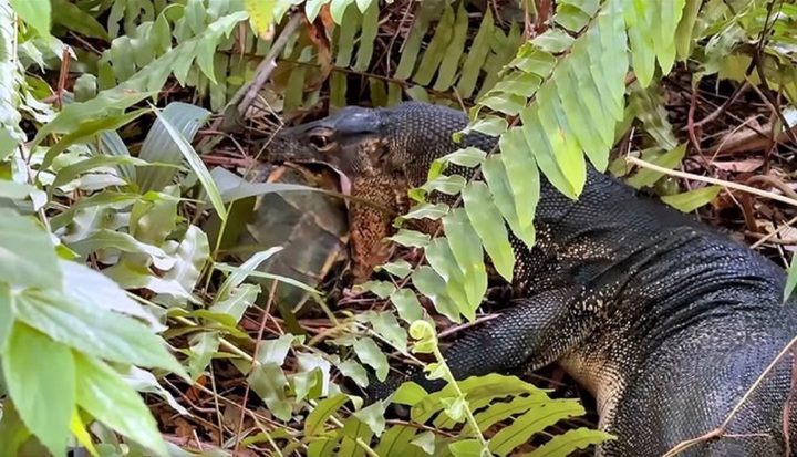 Clip: Đi ngắm chim, nam thanh niên chứng kiến 