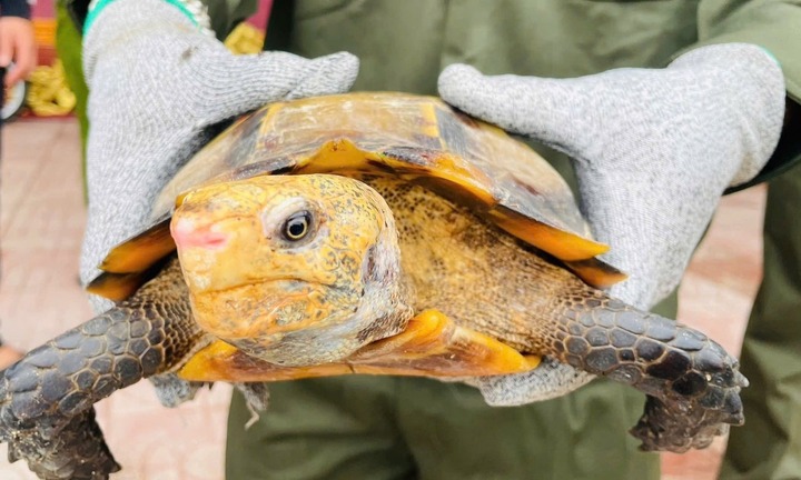 Phát hiện 2 con rùa núi viền quý hiếm, nặng khoảng 3kg trong đền Đại An