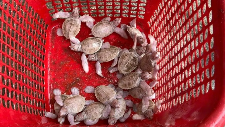 17 con vật có mai trắng ngà, mắt đỏ hồng trong suốt hiếm gặp, vừa chào đời ở Côn Đảo