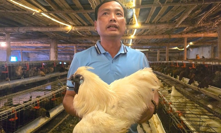 Bác sĩ thú y bỏ lương cao về quê nuôi 7.000 gà ác, thu tiền tỷ ở Hải Phòng