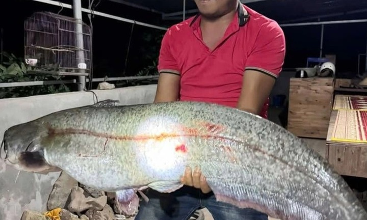 Cần thủ ở Hưng Yên bắt được cá nheo