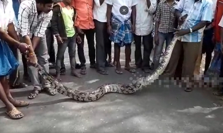 Clip: Cận cảnh bắt sống con trăn 