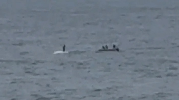 Clip: Người đàn ông cưỡi trên cá voi lưng gù ngoài khơi Sydney, chính quyền vào cuộc điều tra