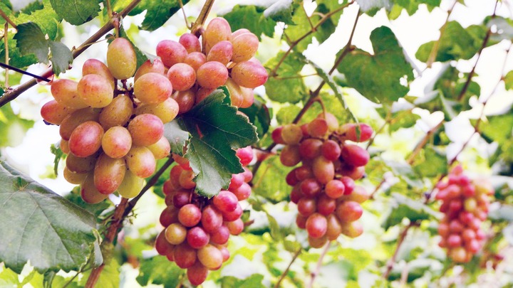 Bỏ lúa, anh nông dân liều mình trồng thứ quả 