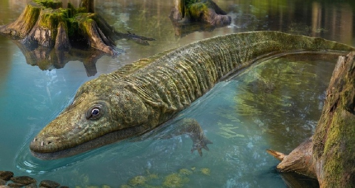 Khám phá loài lưỡng cư 