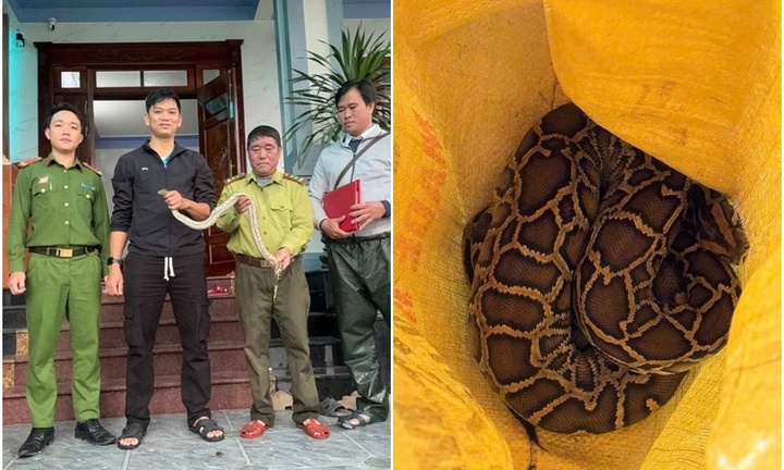 Tin tức thời sự ngày (4/11): Con trăn dài khoảng 1m, nặng 1,5kg bò qua đường ở Quảng Trị