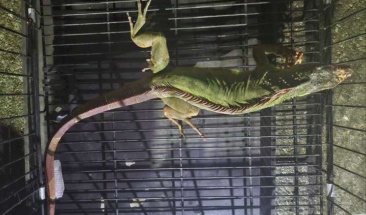 Tin tức thời sự ngày (5/11): Thả rồng Nam Mỹ nặng 1,7kg về môi trường tự nhiên