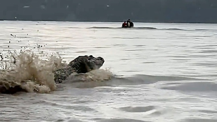 Clip: Du khách hoảng hốt khi đàn cá sấu đen dài 5m trồi lên sát thuyền