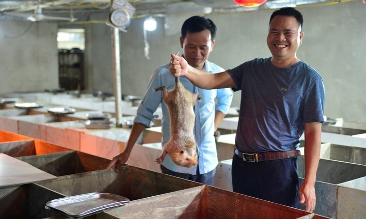 Bỏ việc kỹ sư lương 15 triệu, chàng trai 34 tuổi về quê 