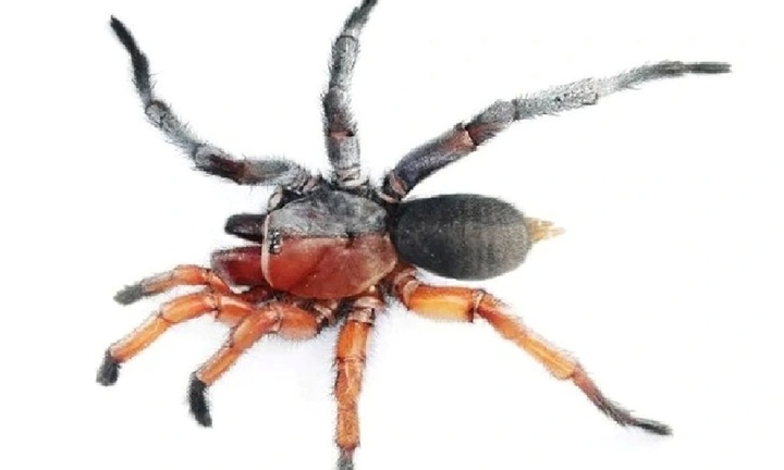 Phát hiện cá thể nhện “nửa đực, nửa cái” cực hiếm tại Thái Lan