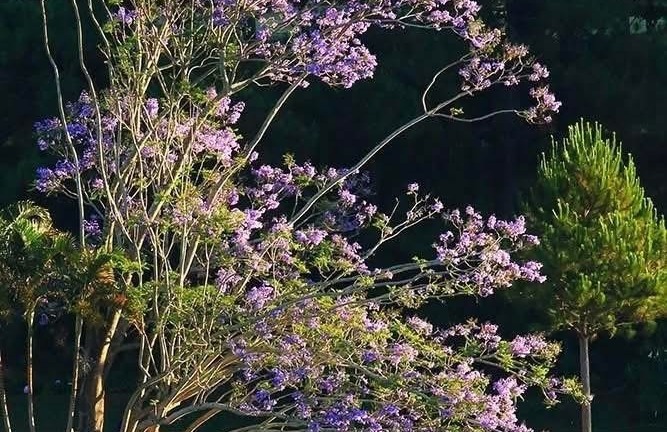 Cây phượng tím bên hồ Xuân Hương bị gió quật ngã, người Đà Lạt và du khách tiếc nuối