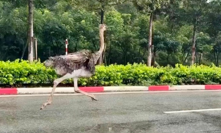 Tin tức thời sự ngày (8/11): Tìm chủ nhân con đà điểu chạy trên đường ở TP.HCM