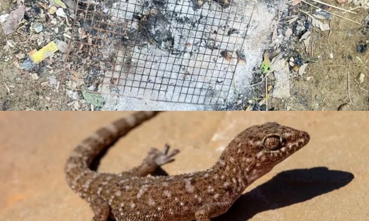 Người đàn ông 34 tuổi tử vong sau khi ăn trứng thằn lằn nướng