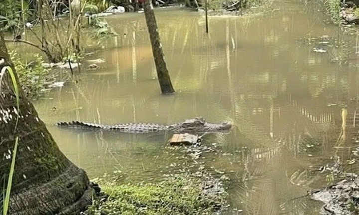 Truy tìm cá sấu nặng khoảng 40kg xuất hiện trong kênh nước ở Cần Thơ