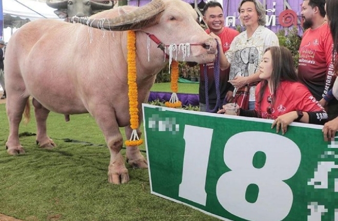 Mang con trâu có màu 