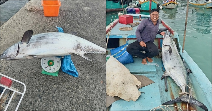  Ngư dân câu được câu được cá thu khủng nặng tới 60kg gần đảo Phú Quý