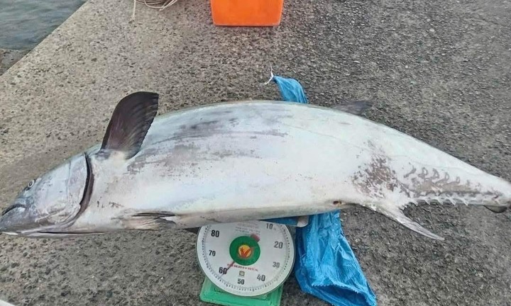 Tin tức thời sự ngày (10/11): Ngư dân Phú Quý câu được cá thu khủng gần 60kg