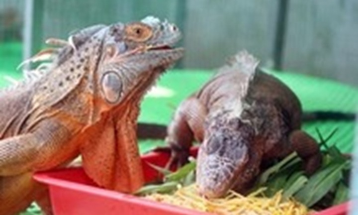 Phát hiện 191 con rồng Nam Mỹ ở An Giang, chủ cơ sở nuôi khai gì?