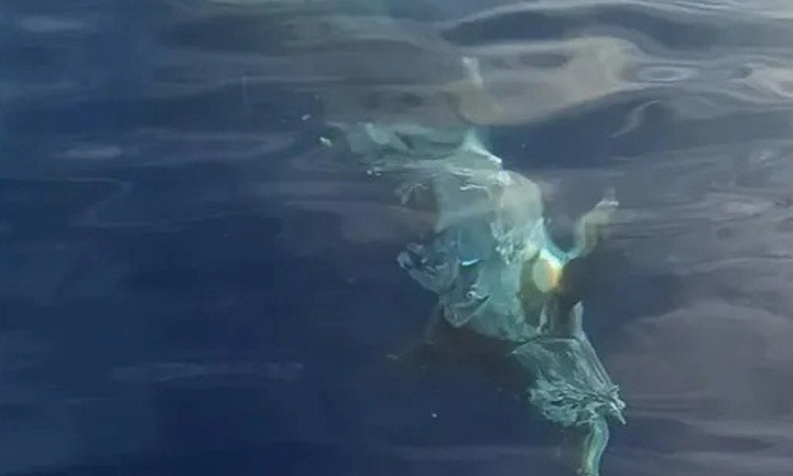 Phát hiện cá mập trắng khổng lồ gần 5 mét săn mồi ngoài khơi, ngư dân liền quay lại clip