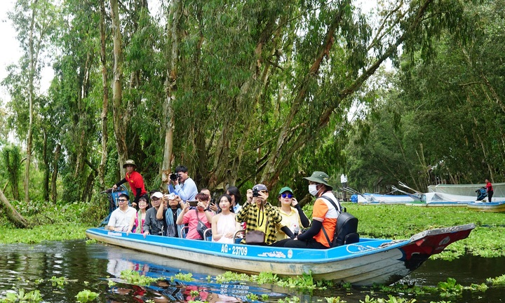 Rừng tràm Trà Sư, bữa tiệc màu xanh bất tận của mùa nước nổi