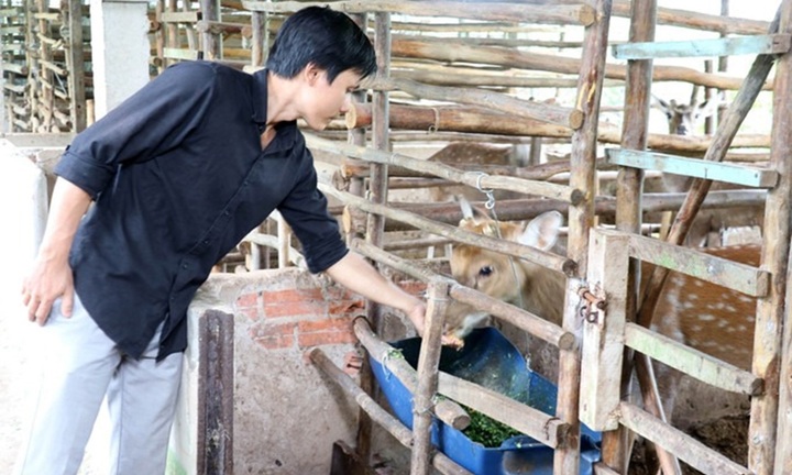 Nghỉ việc lương cao về quê nuôi hươu lấy nhung, 8X thu gần 500 triệu đồng/năm