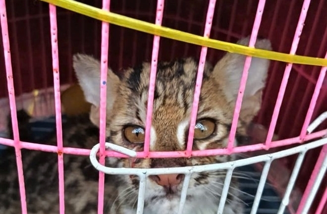 Phát hiện mèo gấm quý hiếm bị thương, người đàn ông cứu sống và bàn giao cho Vườn Quốc gia Cát Tiên