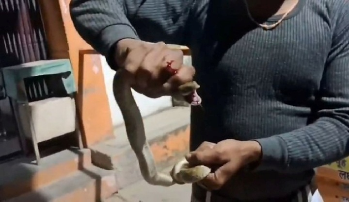 Bị rắn cắn, người đàn ông mang luôn