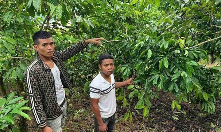 Mang bạt đi hái trộm cà phê, 3 thanh niên bị khởi tố