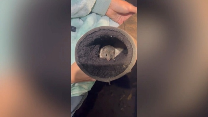 Clip: Xỏ chân vào giày, người phụ nữ kinh hãi phát hiện con vật ngọ nguậy phía trong