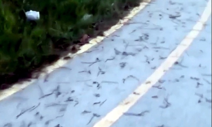 Clip: Kinh hãi cảnh giun đất nằm la liệt trên mặt đường ở Đồng Nai