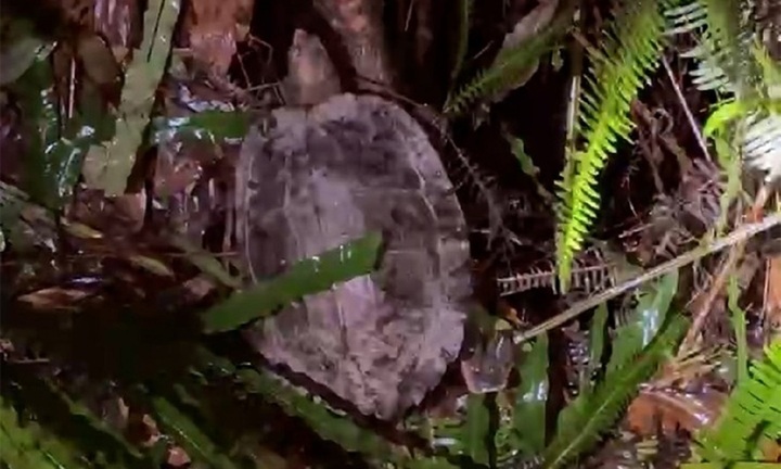 Phát hiện con vật