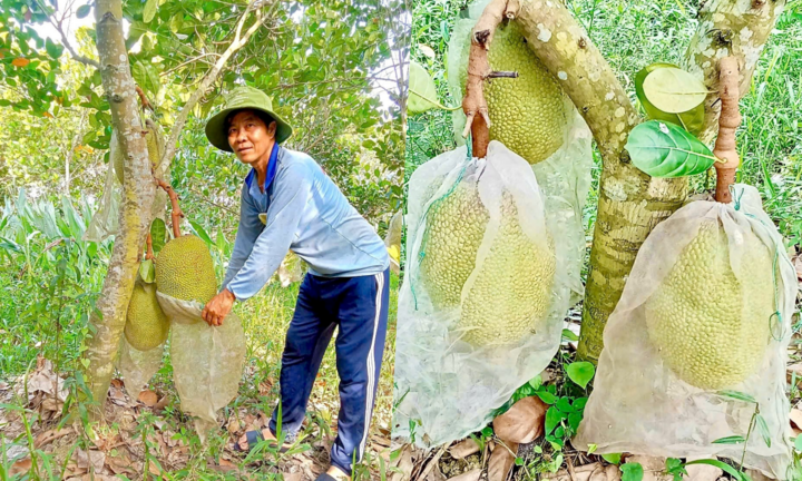 Trồng loại cây ra trái