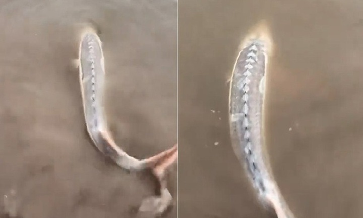 Clip: Bắt được con cá