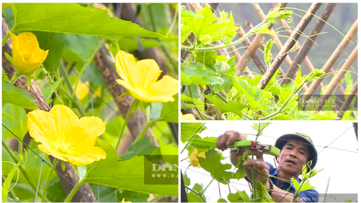 Mạnh dạn thay cây đổi đất, lão nông Hà Tĩnh biến đồi cằn thành vườn bí xanh trĩu quả