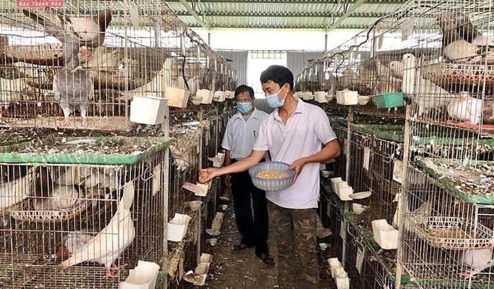 Chàng kỹ sư bỏ phố về quê nuôi chim bồ câu Pháp, thu lãi hơn 500 triệu đồng/năm