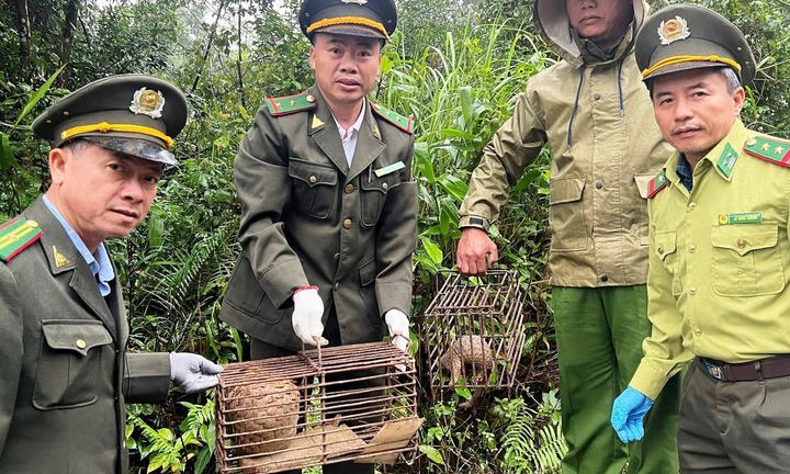 Người đàn ông phát hiện 2 con vật có hình dáng lạ, phủ vảy kín trong vườn