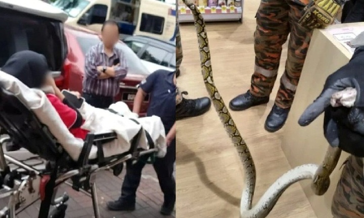 Đang đi vệ sinh, nữ nhân viên nhà thuốc bất ngờ bị trăn khổng lồ dài 2 mét cắn vào chân