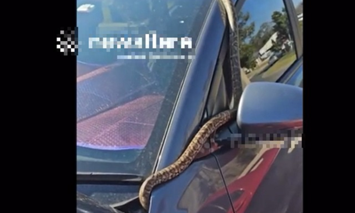 Kinh hãi cảnh trăn “khủng” dài tới 4 m trườn quanh ô tô