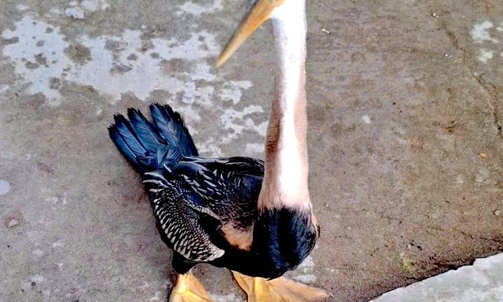 Phát hiện con vật 