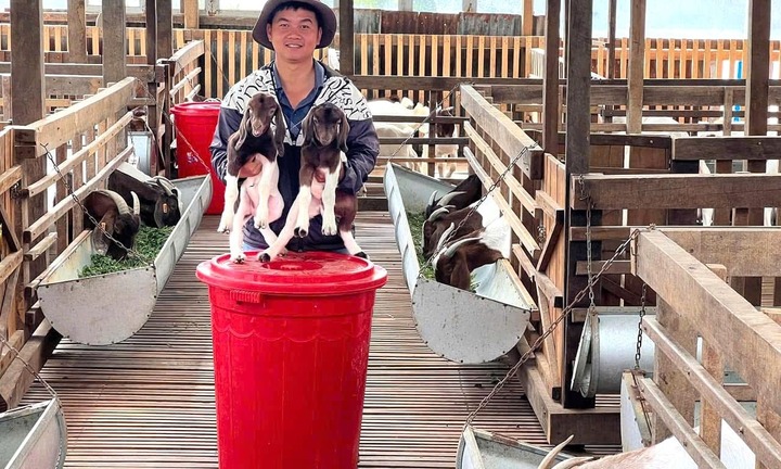 Cất bằng dược sĩ về quê nuôi dê Boer, chàng trai Lâm Đồng thu lãi hơn 1 tỷ đồng/năm